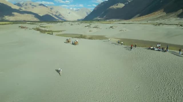 Aerial View of Bactrian Camel Safari in Nubra Valley Sand Dunes in Ladakh