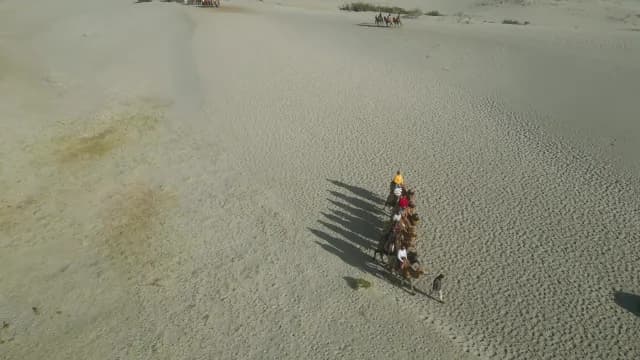 Aerial view of camel safari in Nubra Valley sand dunes Ladakh