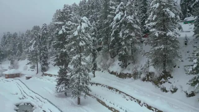 Snow Covered Pine Forest in Winter Mountain Landscape