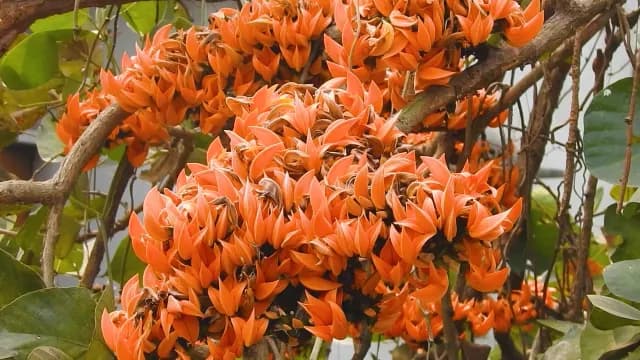 Vibrant Orange Flame of the Forest Flowers Blooming on Tree Branch