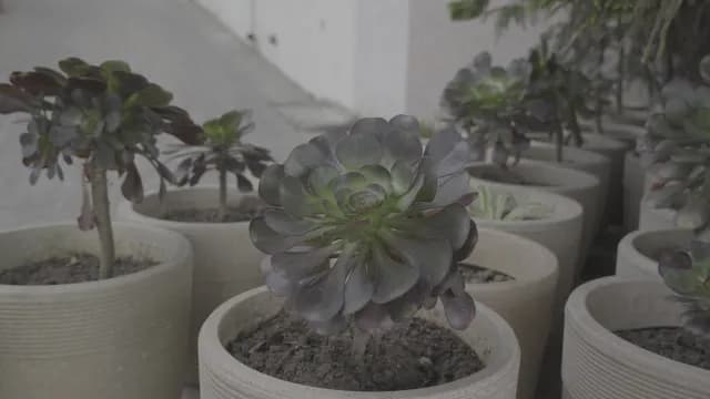 Dark Aeonium Succulents in Textured Stone Pots Outdoor Garden, Mussoorie
