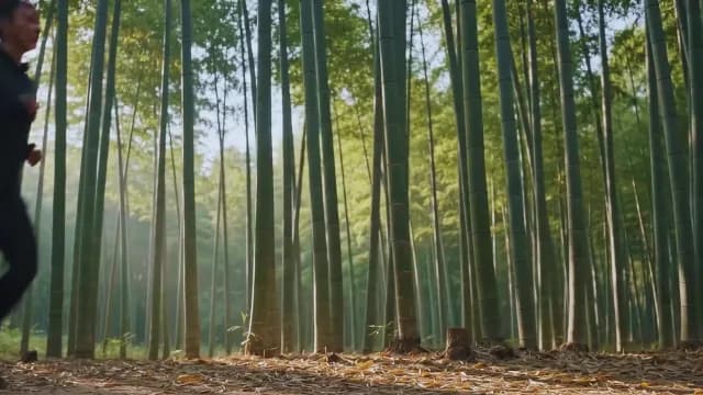 Man Jogging Through Serene Bamboo Forest at Sunrise