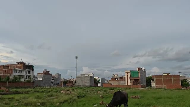 Suburban Development and Grazing Cattle in Rural India