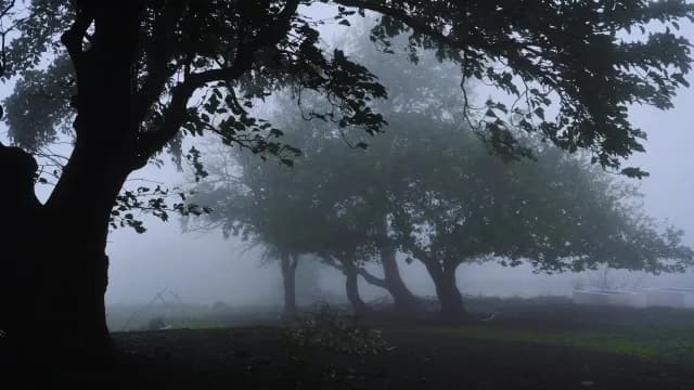 Atmospheric Silhouetted Trees in Thick Morning Mist