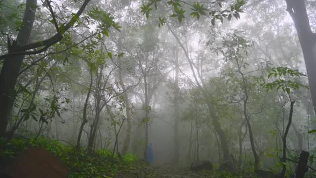 Lone Hiker Walking Through Dense Foggy Jungle Forest