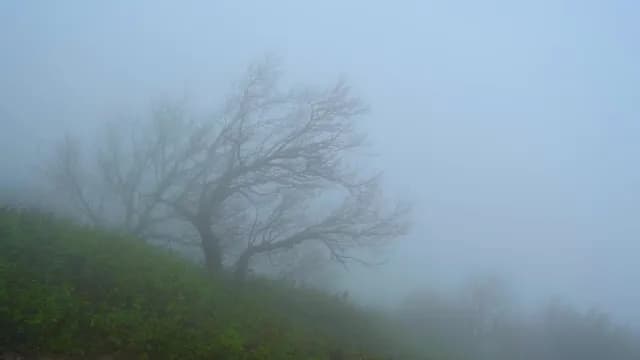 Bare Trees in Thick Fog on Green Hillside