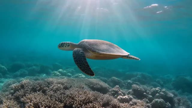 Green Sea Turtle Swimming Over Vibrant Coral Reef Under Sunbeams