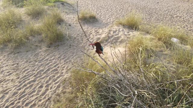 White-throated Kingfisher Perched on Branch in Coastal Sand Dunes