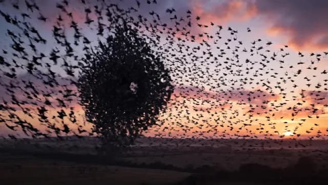 Starling Murmuration Swirling in Sunset Sky