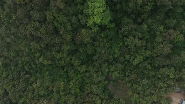Aerial Top View of Dense Green Tropical Forest Canopy and Butterfly Beach, Goa