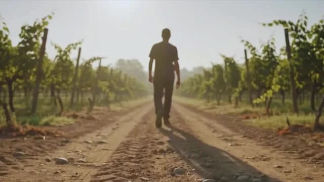 Silhouette of Man Walking Through Sunlit Vineyard