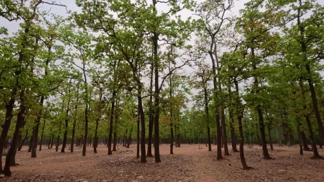 Lush Green Deciduous Forest with Tall Slender Trees