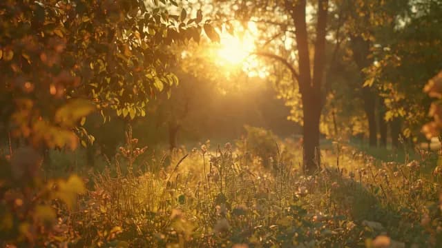Golden Sunset Light Over Lush Meadow in Peaceful Forest