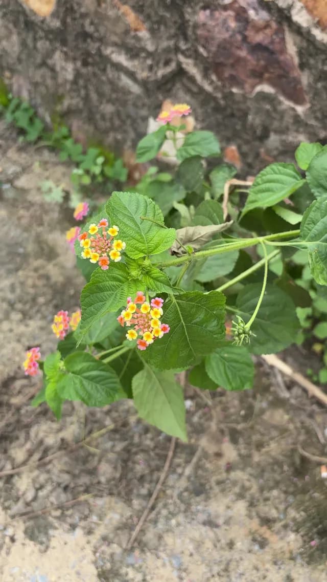 Vibrant Lantana Camara Flowers Blooming Against Stone Wall in Rajasthan