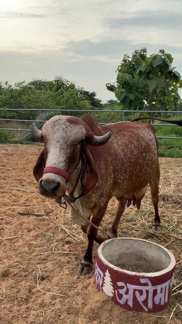 Gir Cow Standing in Rural Farm Setting, Rajasthan