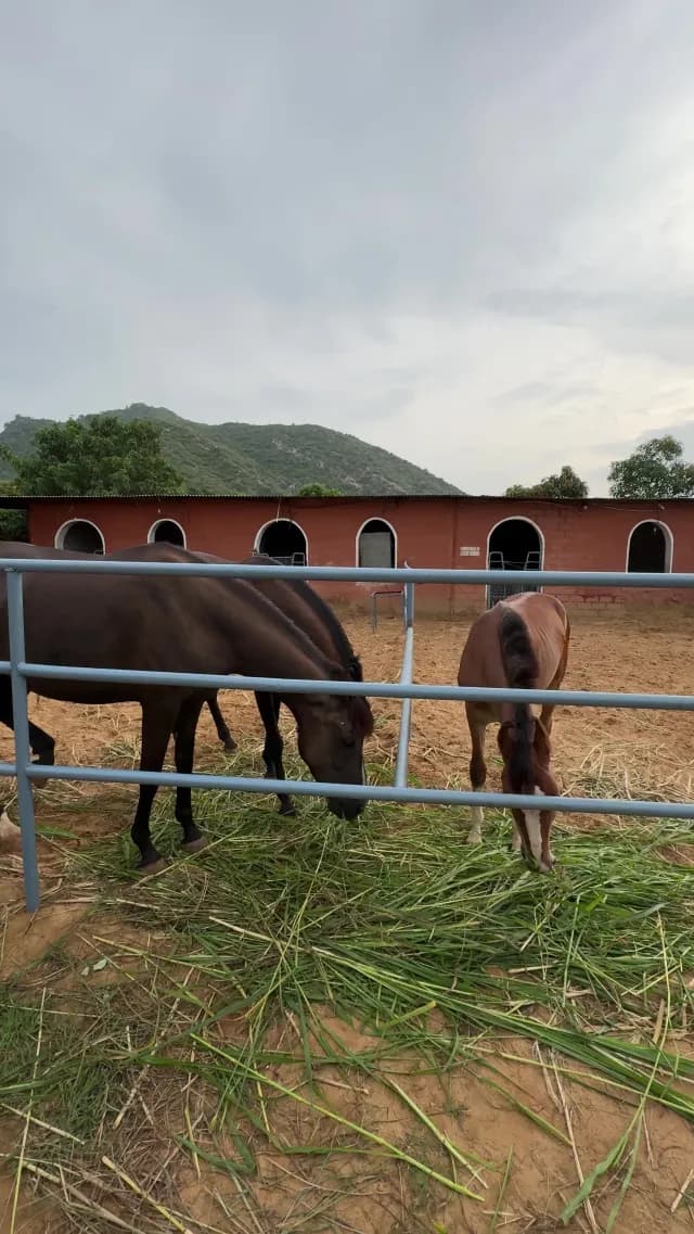 Horses Grazing in Rural Farm Paddock Near Scenic Aravalli Hills, Rajasthan
