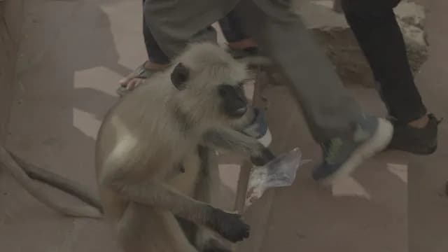 Gray Langur Monkey Holding Bag of Food in Indian Street