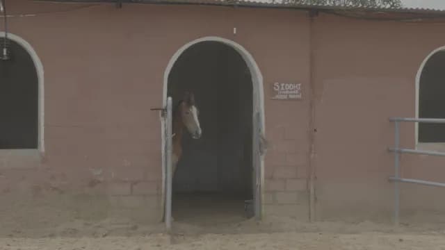 Marwari Horse Peering From Arched Brick Stable Doorway