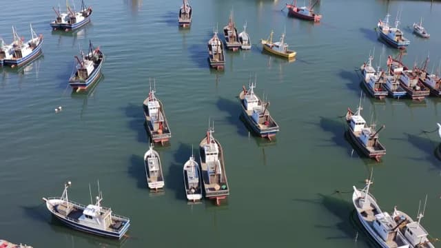 Aerial View of Fishing Fleet Anchored in Coastal Harbor