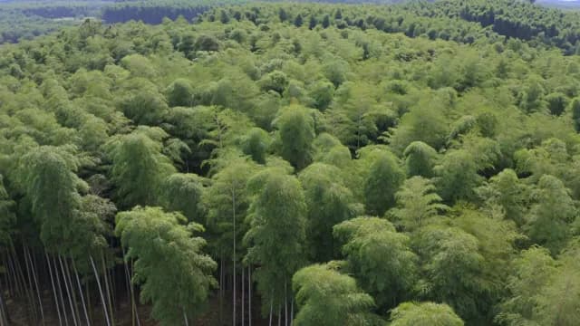 Aerial View of Lush Green Bamboo Forest Canopy