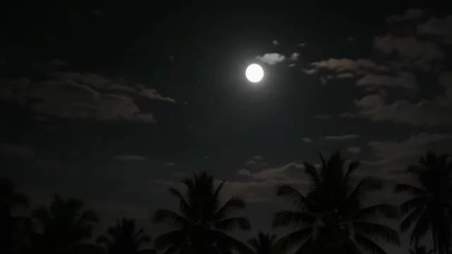 Full Moon Shining Over Silhouetted Palm Trees in Tropical Night Sky