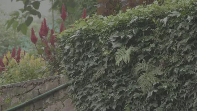Lush Ivy and Red Celosia Flowers in Rainy Garden