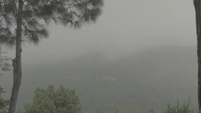 Foggy Mountain Valley View Through Pine Trees