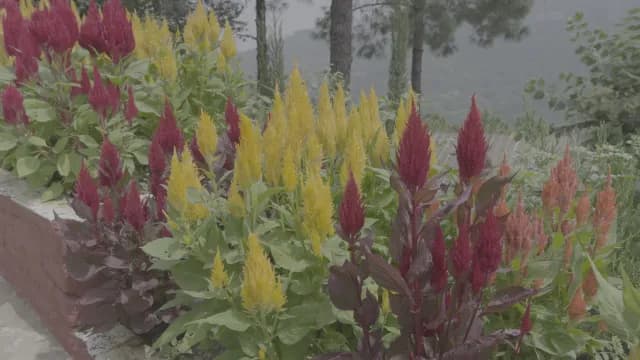 Vibrant Red and Yellow Celosia Flowers in Hillside Garden