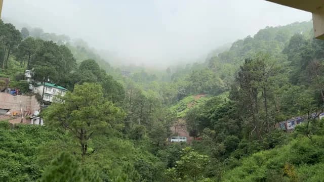 Misty Pine Forest on a Green Himalayan Hillside, Kasauli