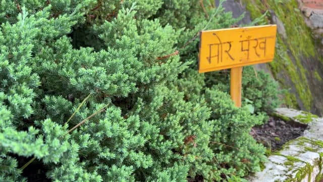Mor Pankh Thuja Plant with Yellow Identification Signboard