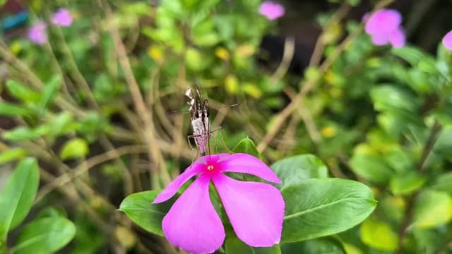Butterfly Pollinating a Pink Periwinkle Flower in Garden Macro
