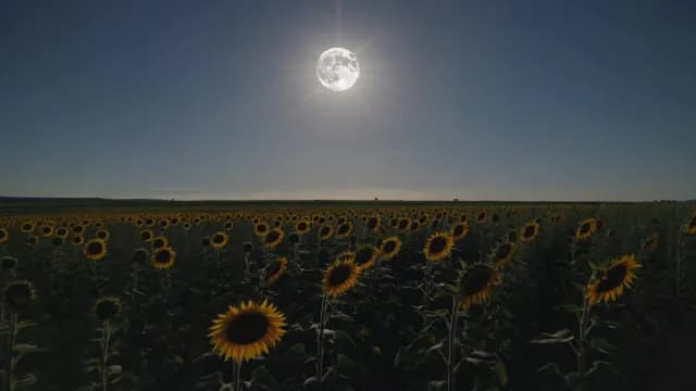 Full Moon Glowing Over Vast Sunflower Field at Night