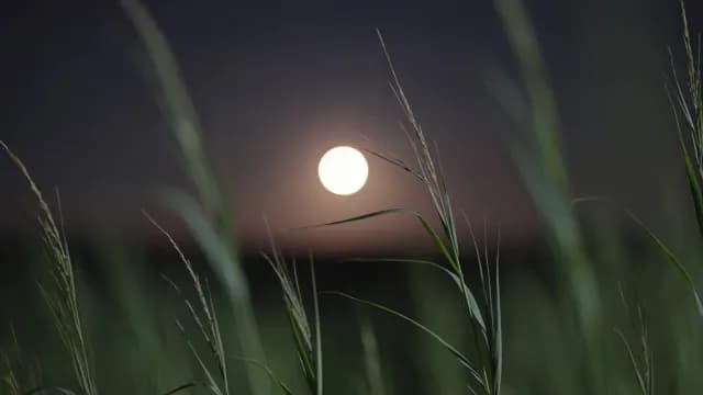 Full Moon Shining Behind Tall Grass Field
