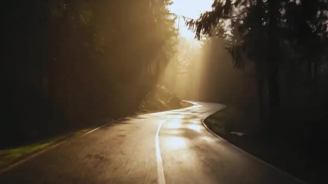 Winding Forest Road with Dramatic Sunbeams at Sunrise