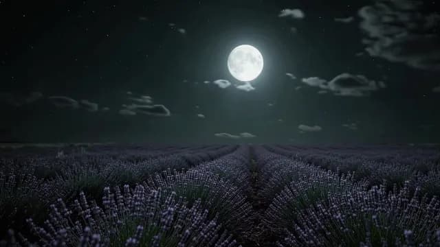 Full Moon Shining Over a Lavender Field at Night