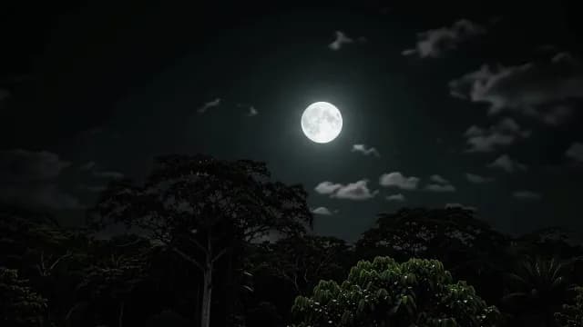 Full Moon Glowing Over Dark Forest Canopy at Night