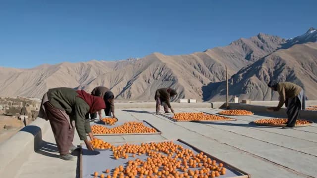 Traditional Apricot Drying Process in High Altitude Mountain Village