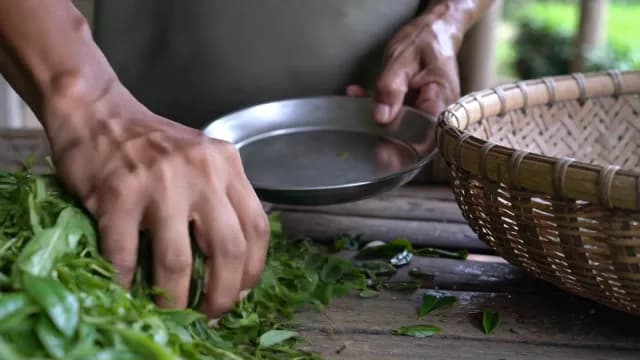 Close-up of Hands Sorting Fresh Green Tea Leaves on Wooden Table