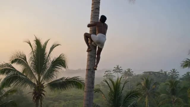 Traditional Coconut Tree Climber Harvesting in Tropical Plantation at Sunrise