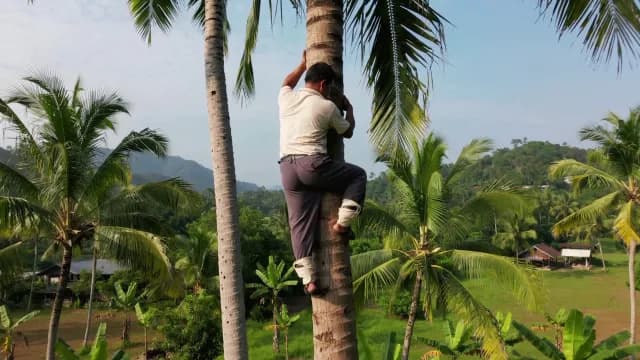Skilled Worker Climbing Tall Coconut Palm Tree in Tropical Plantation