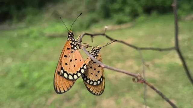 Two Orange Butterflies Mating on a Dry Branch in Nature