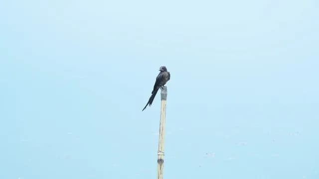 Black Drongo Bird Perched on a Bamboo Pole Over Water