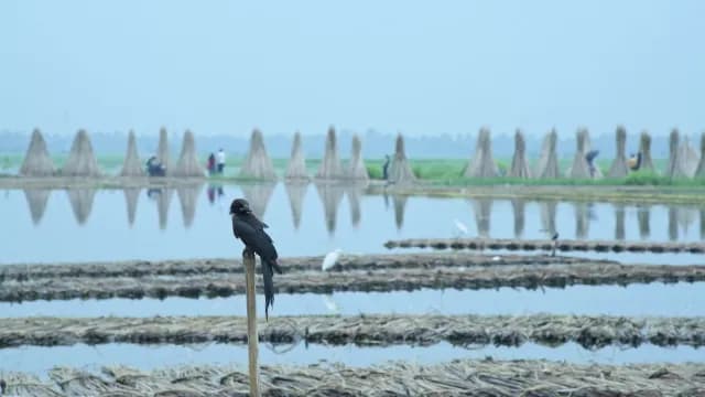 Black Drongo Bird Perched on Pole in Flooded Jute Field