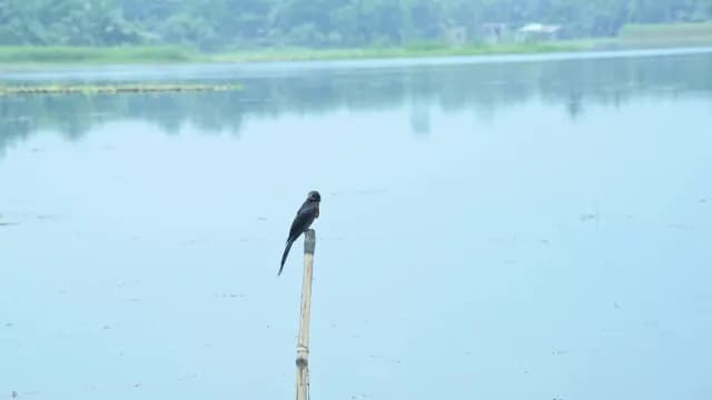 Black Drongo Bird Perched on Bamboo Pole in Calm Lake