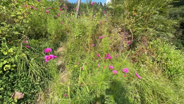 Vibrant Pink Cosmos Flowers Blooming in a Lush Wild Meadow Tosh Village in Himachal Pradesh