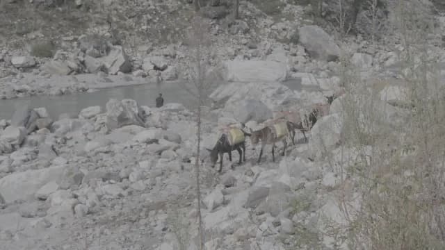 Pack Donkeys Carrying Goods Across a Rocky Mountain Riverbed at Kasol Parvati River