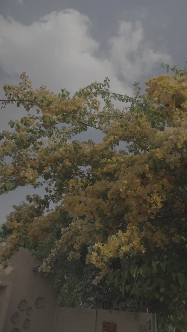 Yellow Bougainvillea Flowers of Rajasthan, Blooming Against a Cloudy Sky