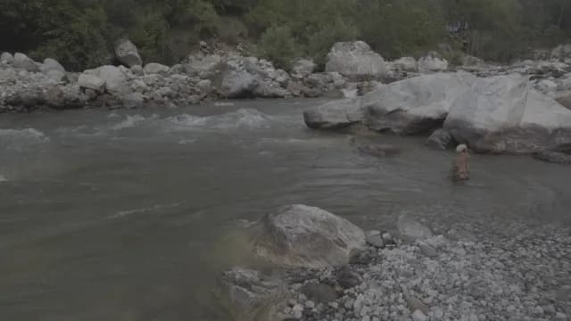 Fast Flowing Mountain Tirthan River with Dog Standing in Shallow Water