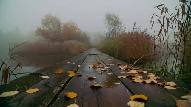 Serene Misty Autumn Morning on a Wooden Boardwalk with Fallen Leaves