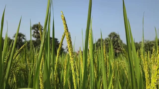 Lush Green Rice Stalks Growing in a Sunny Paddy Field